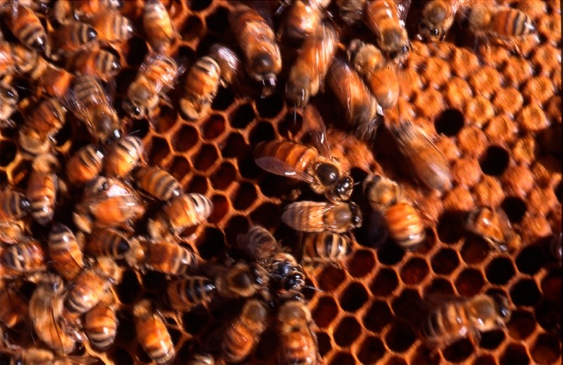 Хітозан бджолиний для схуднення