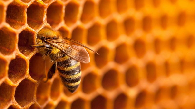 Хатозан бджолиний відгуки