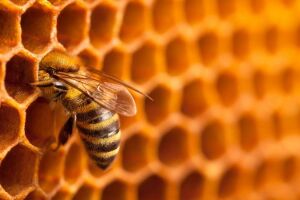 Що таке бджолиний хітозан, його користь та ефективність для схудення